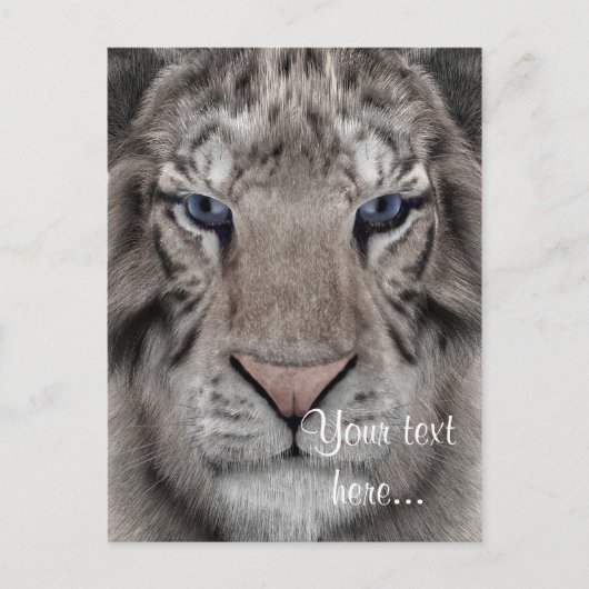Weißer Tiger Postkarte (Vorderseite)