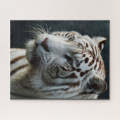 Weißer Tiger Puzzle (Horizontal)
