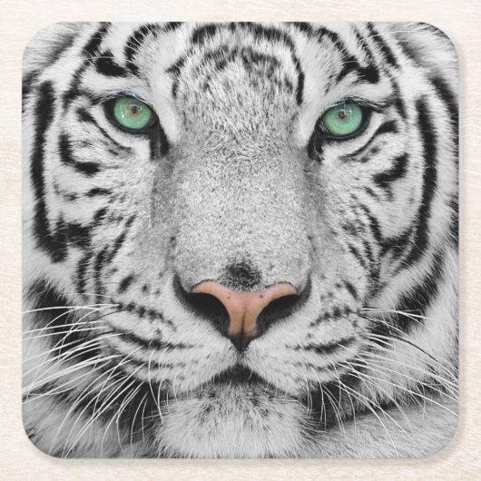 Weißer Tiger Rechteckiger Pappuntersetzer (Vorderseite)