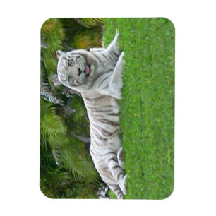 Weißer Tiger ruht auf leuchtend grüner Wiese Magnet