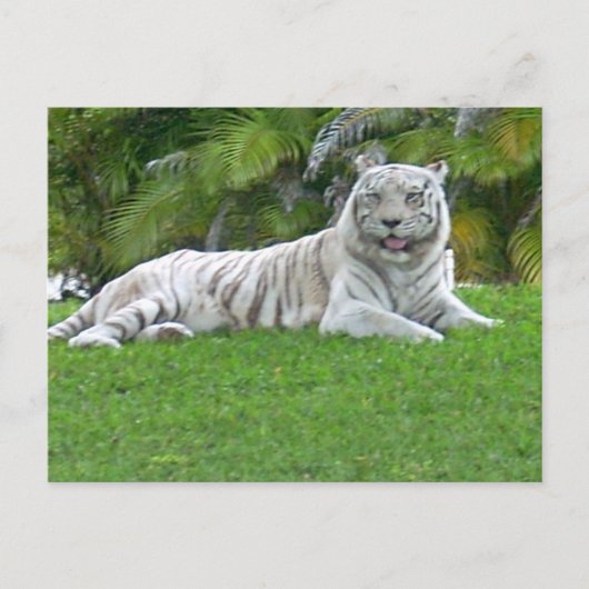 Weißer Tiger ruht in einer stillen grünen Wiese Postkarte (Vorderseite)