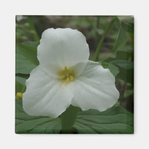 Weißer Trillium-Magnet Magnet