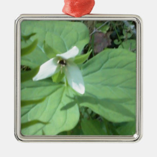 Weißer Trillium mit grüner Farbe Silbernes Ornament