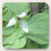 Weißer Trillium mit grüner Farbe Untersetzer (Vorderseite)