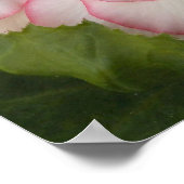 Weißer Tuberer Begonia Bloom Floral Poster (Ecke)