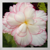 Weißer Tuberer Begonia Bloom Floral Poster (Vorne)