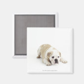Weißer und bräunlicher Bulldogge Magnet (Vorderseite/Rückseite)