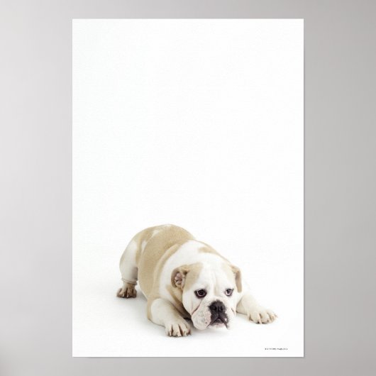 Weißer und bräunlicher Bulldogge Poster (Vorne)