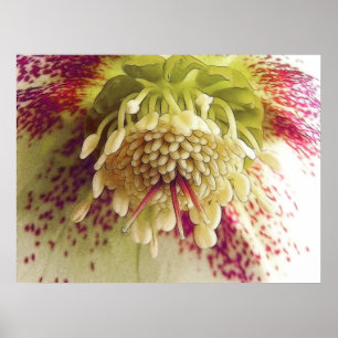 Weißer und Lila Hellebore Poster