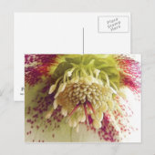 Weißer und Lila Hellebore Postkarte (Vorne/Hinten)