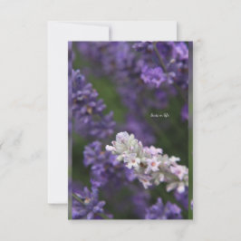 Weißer und Lila Lavendel mit Hintergrund Mitteilungskarte