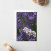 Weißer und Lila Lavendel mit Hintergrund Mitteilungskarte (Vorderseite/Rückseite Beispiel)