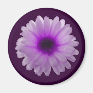 Weißer und lila Ringelblumen-Magnet Magnet