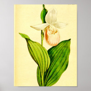 Weißer und Rosa Frauenschuh Poster