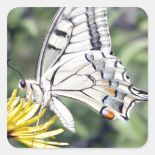 Weißer und schwarzer Schmetterling auf der Gelben  Quadratischer Aufkleber