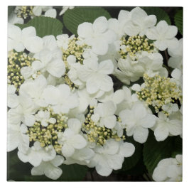 Weißer Viburnum Fliese