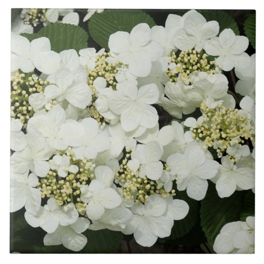 Weißer Viburnum Fliese (Vorderseite)