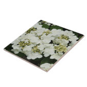 Weißer Viburnum Fliese (Seite)