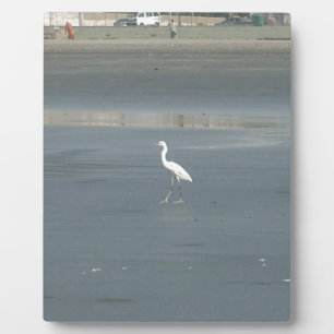 Weißer Vogel auf Grauer Sandstrand Kunstprint Fotoplatte