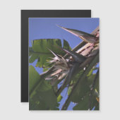 Weißer Vogel des Paradieses - Magnet des Fotos  (Vorne/Hinten)