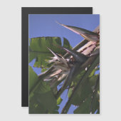 Weißer Vogel des Paradieses - Magnet des Fotos (Vorne/Hinten)