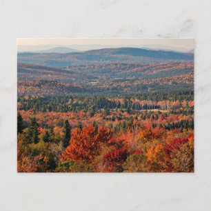 Weißer Wald   New Hampshire Postkarte