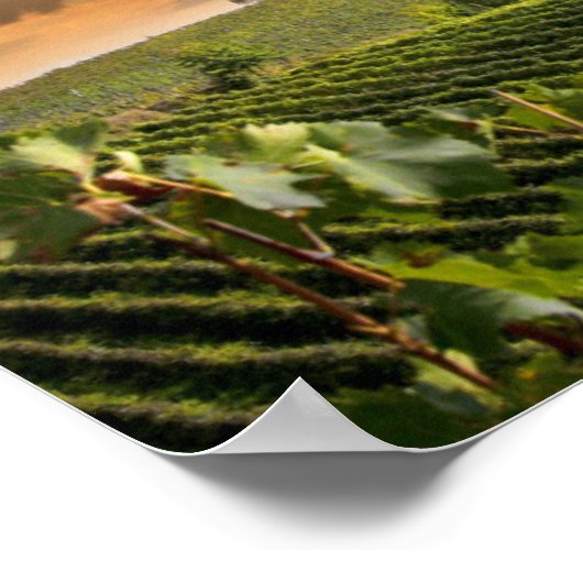 Weißer Wein mit Barrel auf Weinberg im Chianti Poster (Ecke)