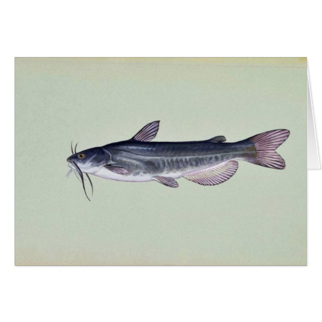 Weißer Wels (Vorderseite (Horizontal))