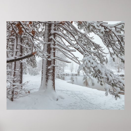 Weißer Winter Poster (Vorne)