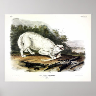 Weißer Wolf, Canis lupus arctos von Audubon Poster