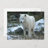 Weißer Wolf im Winter Postkarte (Vorne/Hinten)