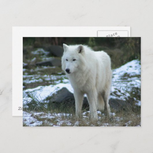 Weißer Wolf im Winter Postkarte (Vorne/Hinten)