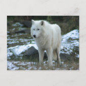 Weißer Wolf im Winter Postkarte (Vorderseite)