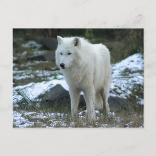 Weißer Wolf im Winter Postkarte (Vorderseite)