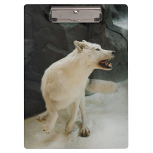 Weißer Wolf Klemmbrett