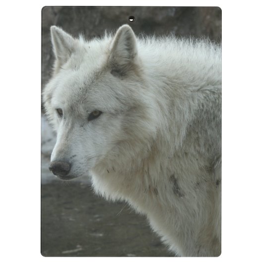 Weißer Wolf Klemmbrett (Rückseite)