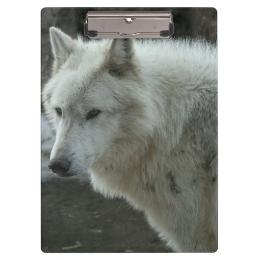Weißer Wolf Klemmbrett (Vorderseite)