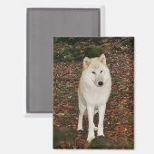 Weißer Wolf Magnet (Vorderseite/Rückseite)