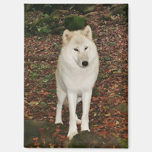 Weißer Wolf Magnet
