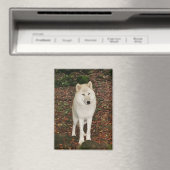 Weißer Wolf Magnet (In Situ (Geschirrspüler))