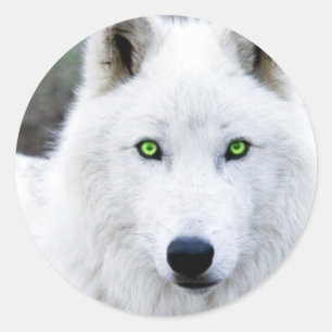 Weißer Wolf Runder Aufkleber