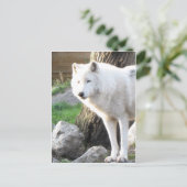 Weißer Wolfsbrand - Therianische Gaben Postkarte (Stehend Vorderseite)