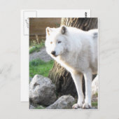 Weißer Wolfsbrand - Therianische Gaben Postkarte (Vorne/Hinten)