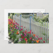 Weißer Zaun mit Tulips-Postkarte Postkarte (Vorne/Hinten)