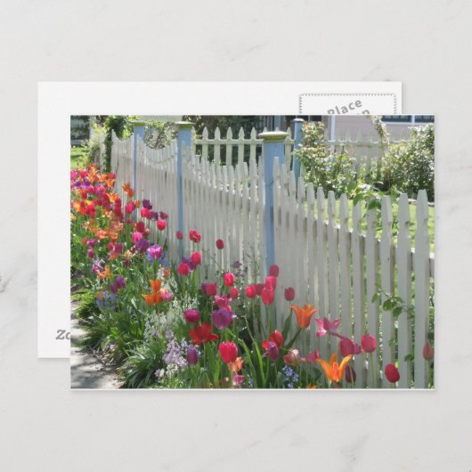 Weißer Zaun mit Tulips-Postkarte Postkarte (Vorne/Hinten)