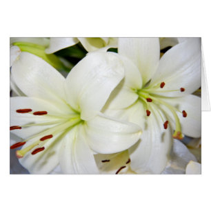 Weißere Lilien