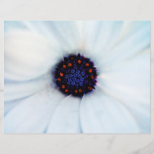 Weißes Afrikanisches Gänseblümchen-Blumenfoto Flyer