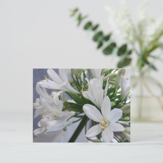 Weißes Allium Blume 1 Postkarte (Stehend Vorderseite)