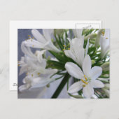 Weißes Allium Blume 1 Postkarte (Vorne/Hinten)