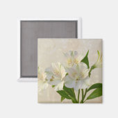 Weißes Alstromeria-Blume Magnet (Vorderseite/Rückseite)